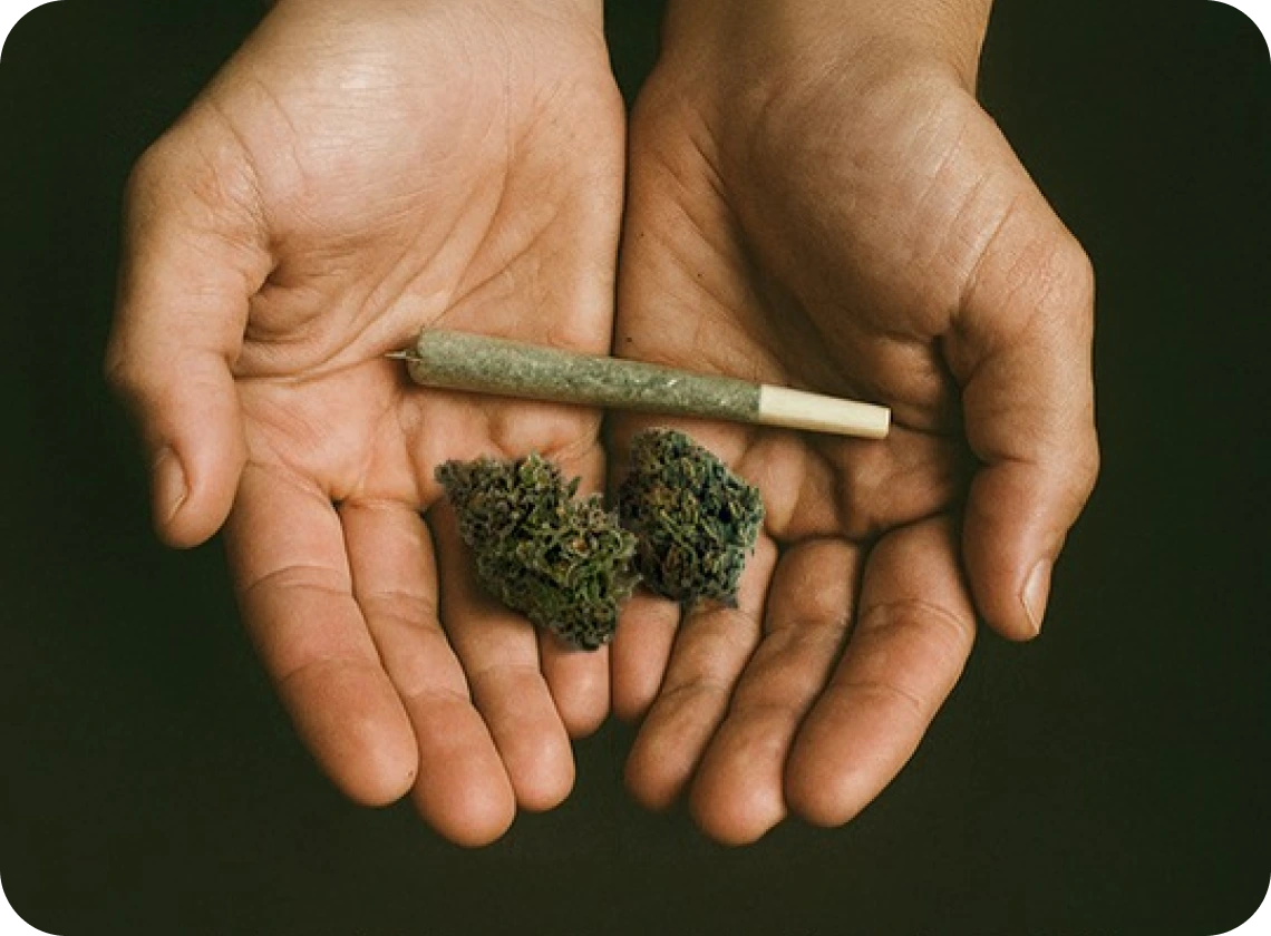 Two open hands holding a rolled joint and two cannabis buds against a dark background. Below the hands, the text reads: 'Seed & Strain officially drops in Maryland,' with decorative leaves flanking the phrase.